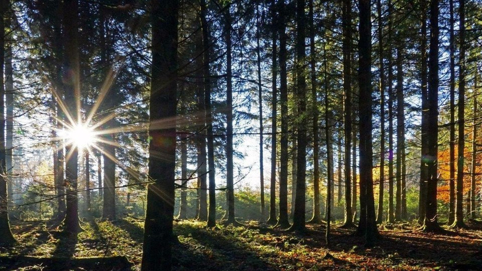 Naturnahe Bestattung im Wald