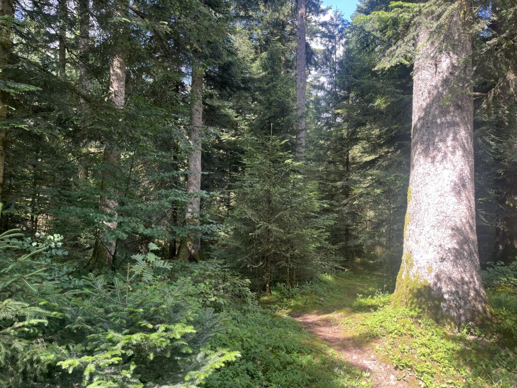 FriedWald Schenkenzell: Strecke vom 10. – 12. August gesperrt